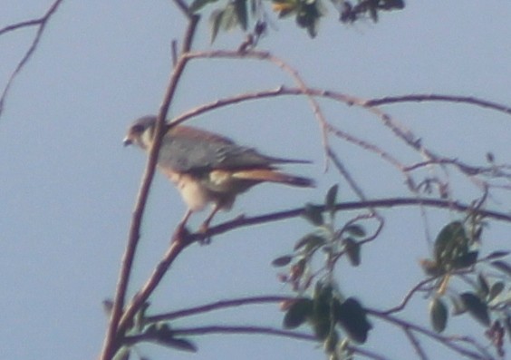 American Kestrel - ML20593681