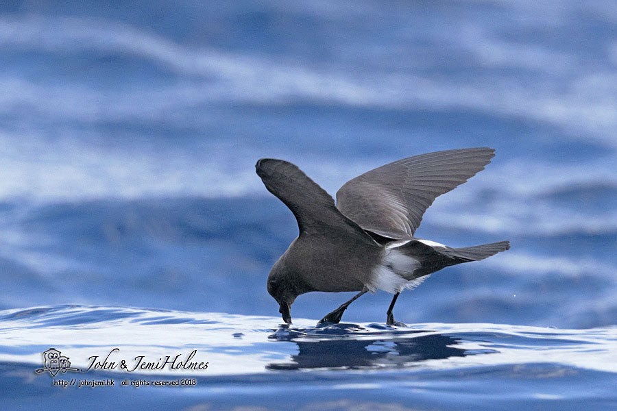 Band-rumped Storm-Petrel - John and Jemi Holmes