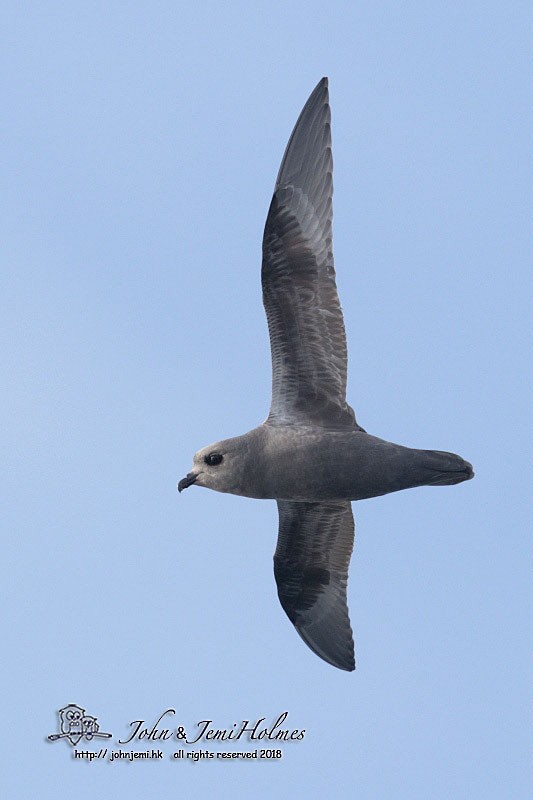 Kerguelen Petrel - John Holmes
