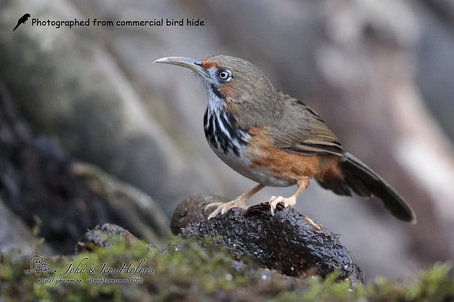 Black-streaked Scimitar-Babbler - ML205937281