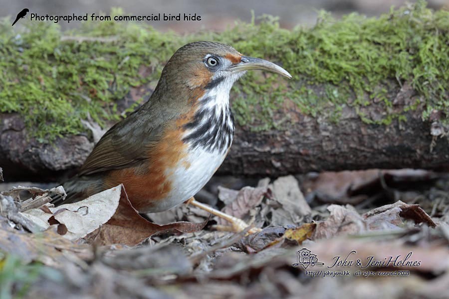 Black-streaked Scimitar-Babbler - ML205937291