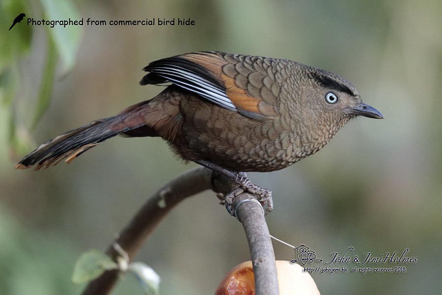 Blue-winged Laughingthrush - ML205937321