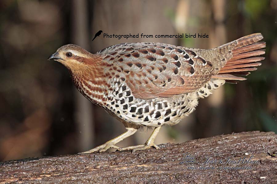 Mountain Bamboo-Partridge - ML205937331