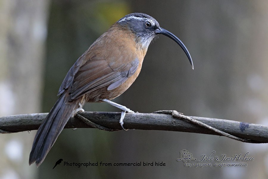 Slender-billed Scimitar-Babbler - ML205937381