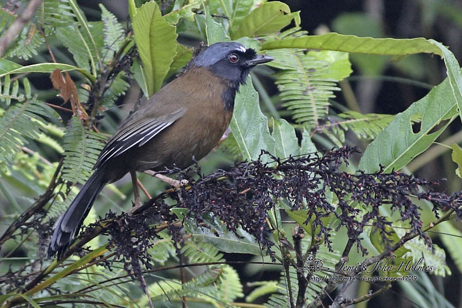 Black-throated Laughingthrush (Hainan) - John Holmes