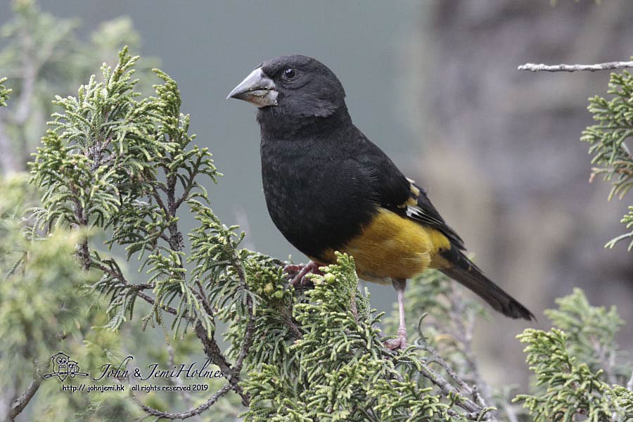 White-winged Grosbeak - ML205937451