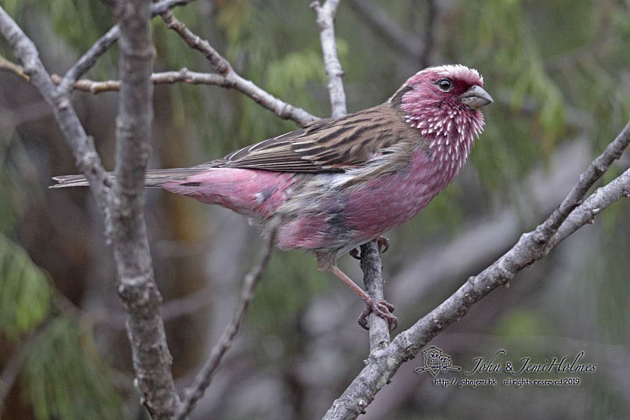 Chinese White-browed Rosefinch - ML205937461