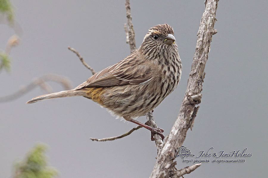 Chinese White-browed Rosefinch - ML205937471