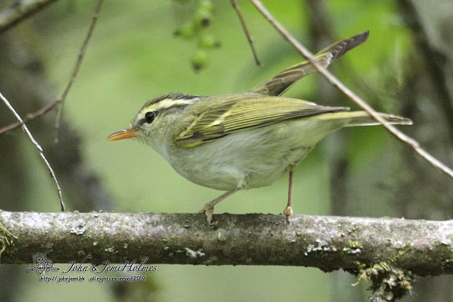 Claudia's Leaf Warbler - John and Jemi Holmes