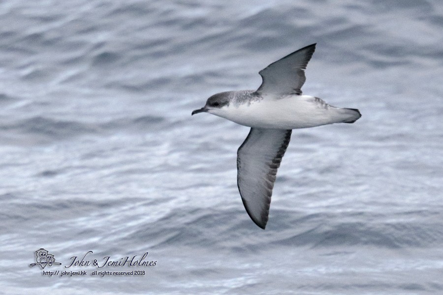 Subantarctic Shearwater - ML205937641