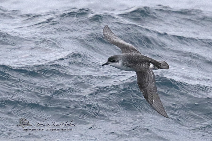 Subantarctic Shearwater - ML205937651