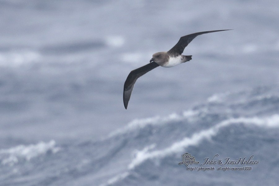Atlantic Petrel - ML205937661