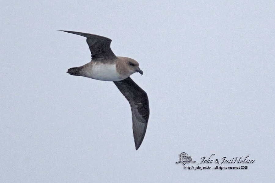 Atlantic Petrel - ML205937671