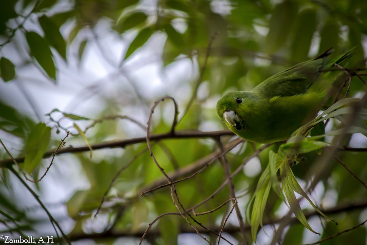 Cobalt-rumped Parrotlet - ML205938161