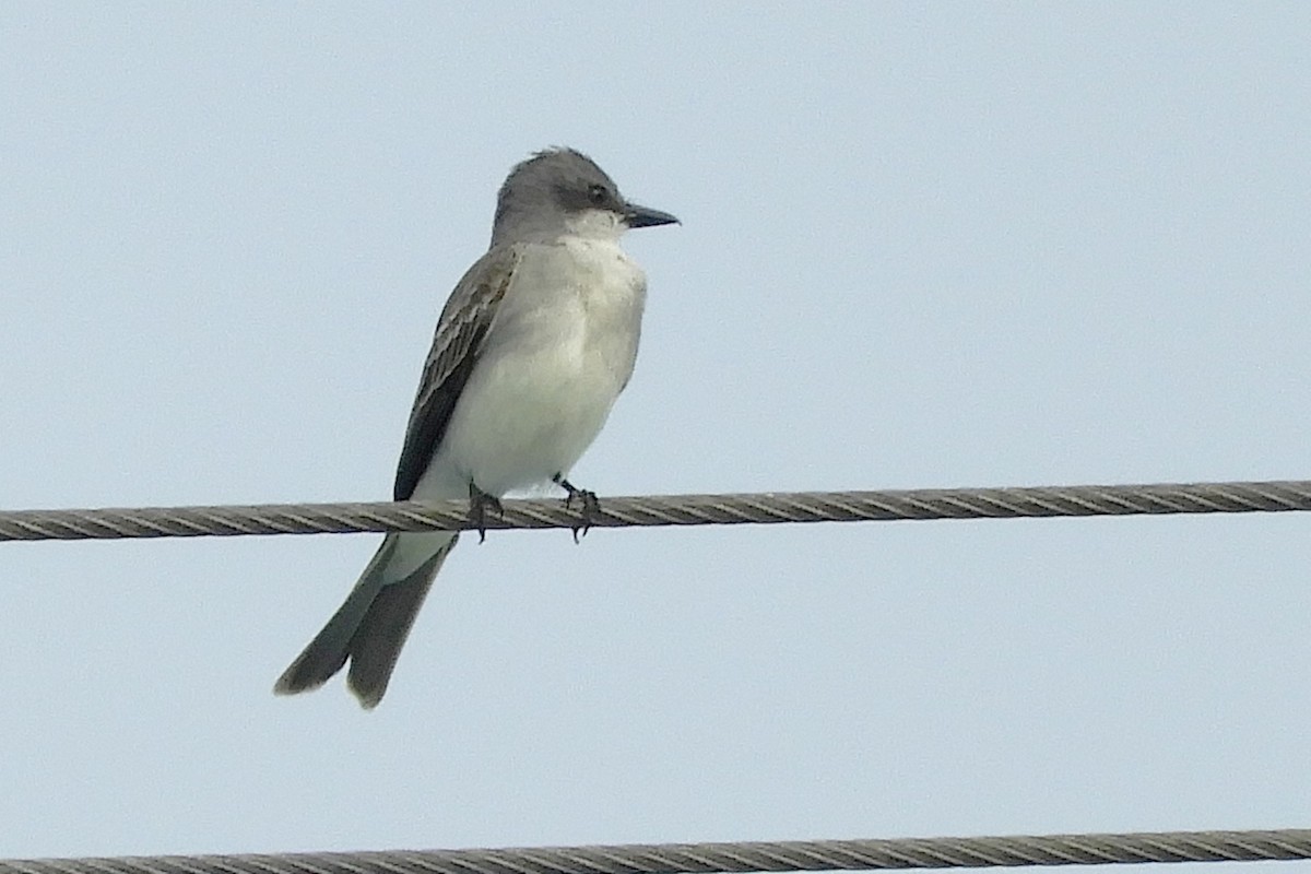 Gray Kingbird - ML205938511