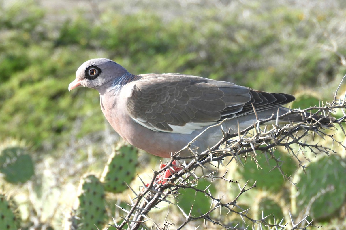 Bare-eyed Pigeon - Joseph Hollick