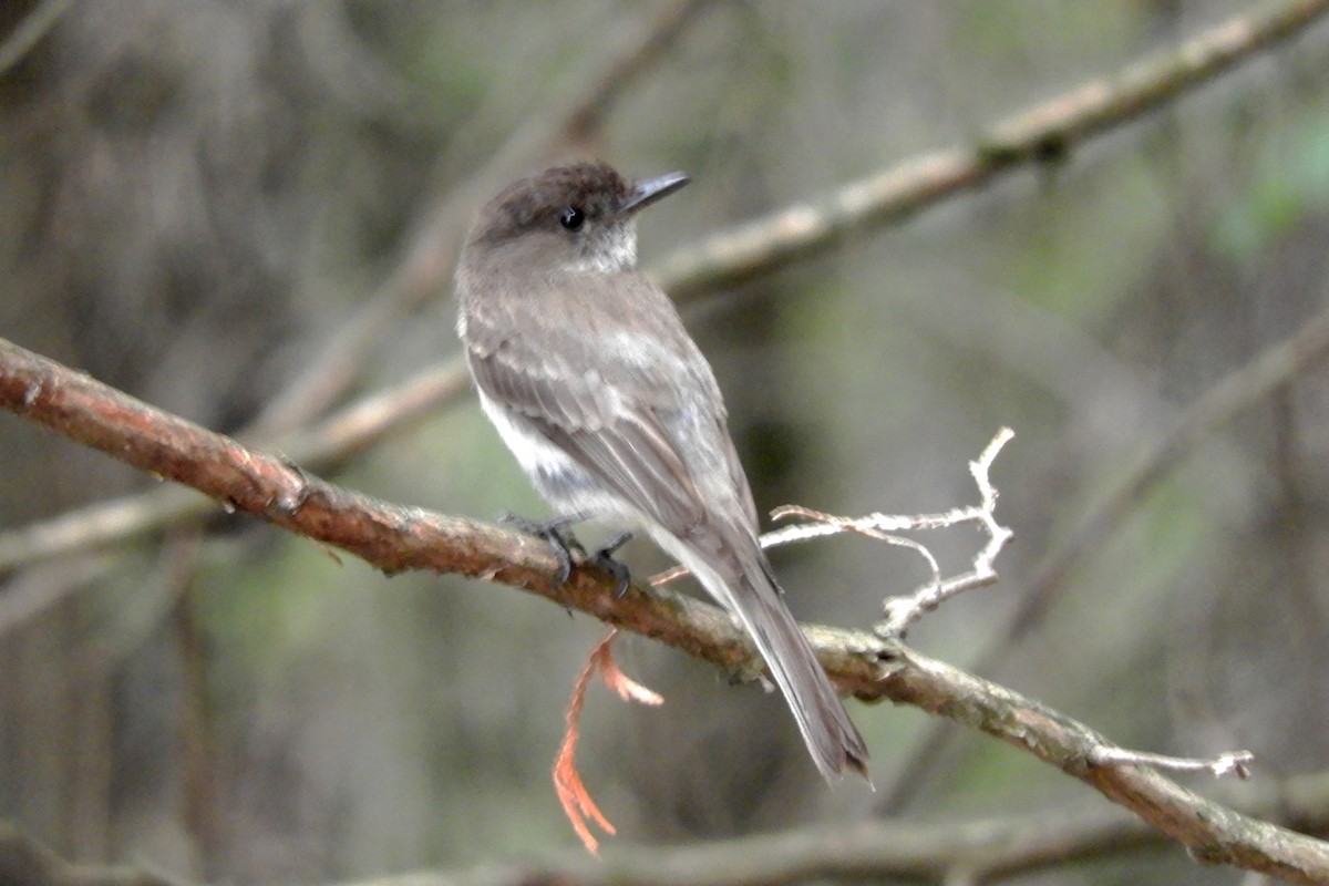 Eastern Phoebe - ML205938771