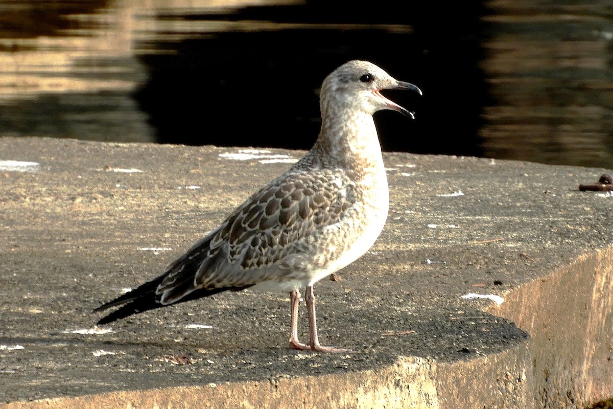 Ring-billed Gull - ML205938781