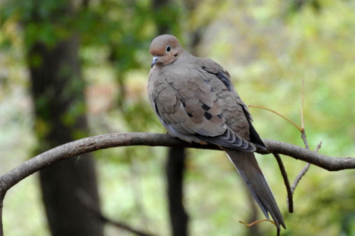 Mourning Dove - ML205938841