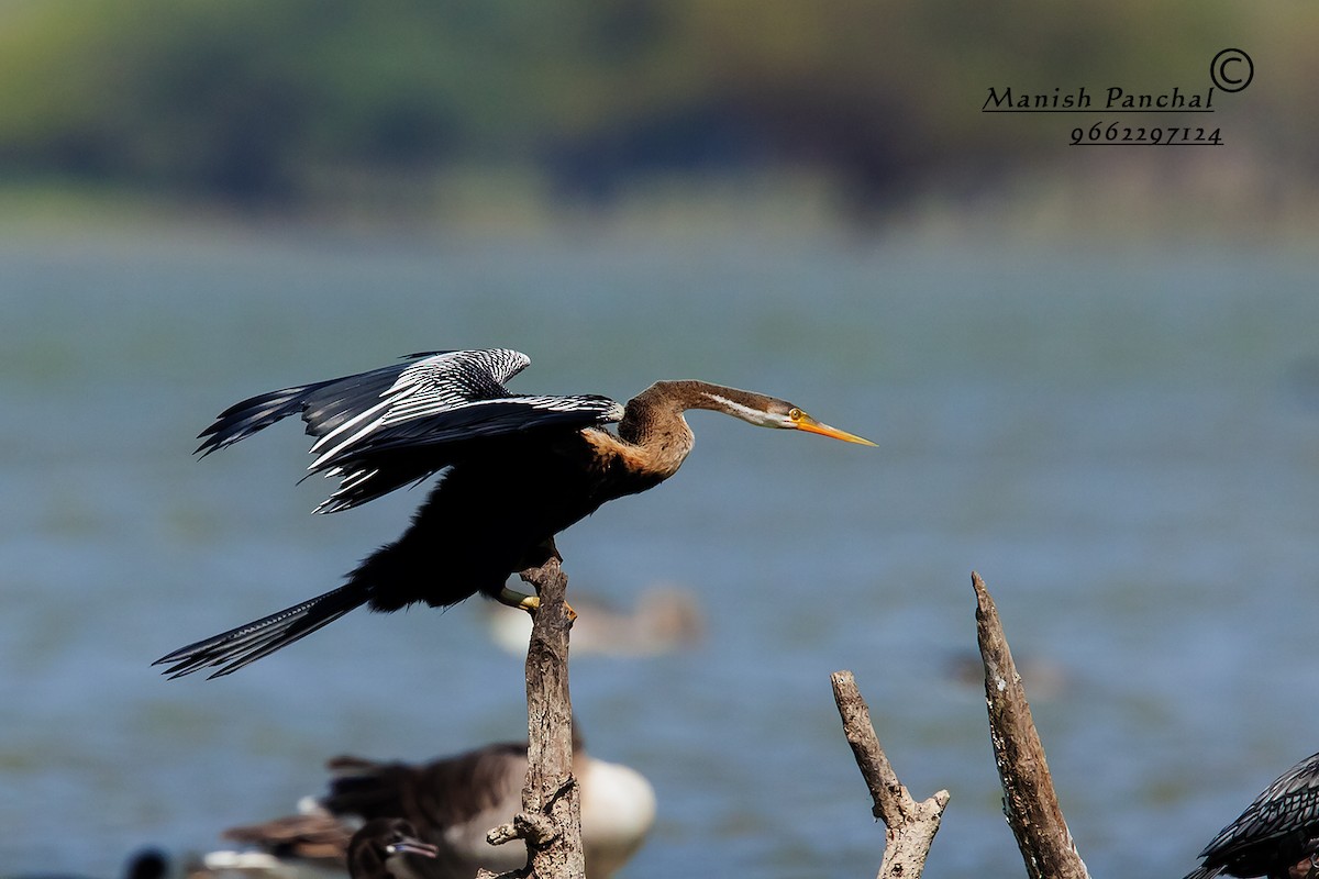 Oriental Darter - ML205939241
