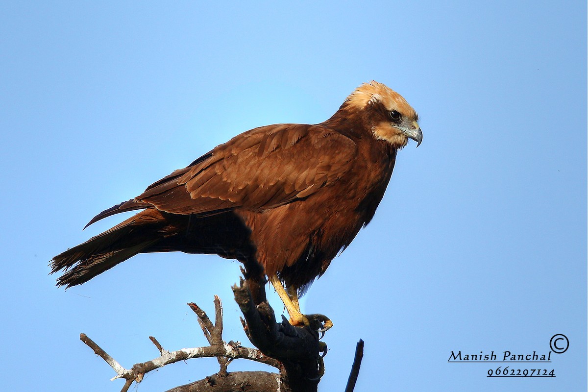 Aguilucho Lagunero Occidental - ML205939321