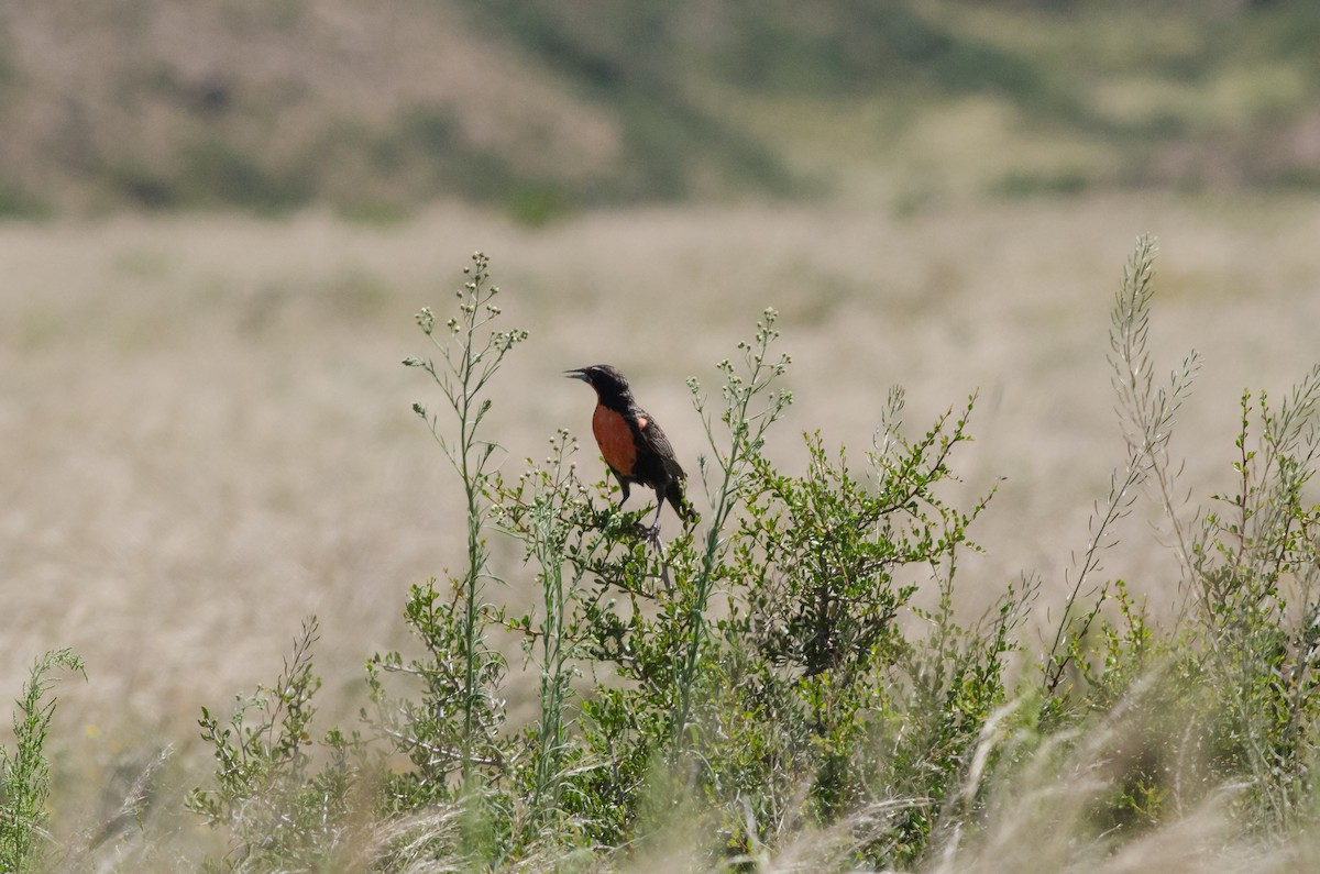 Long-tailed Meadowlark - Samuel Oliveira