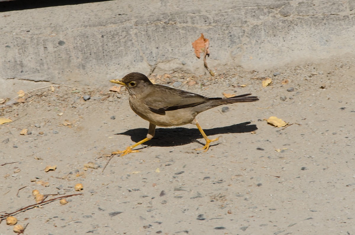 Zorzal Patagón - ML205939781