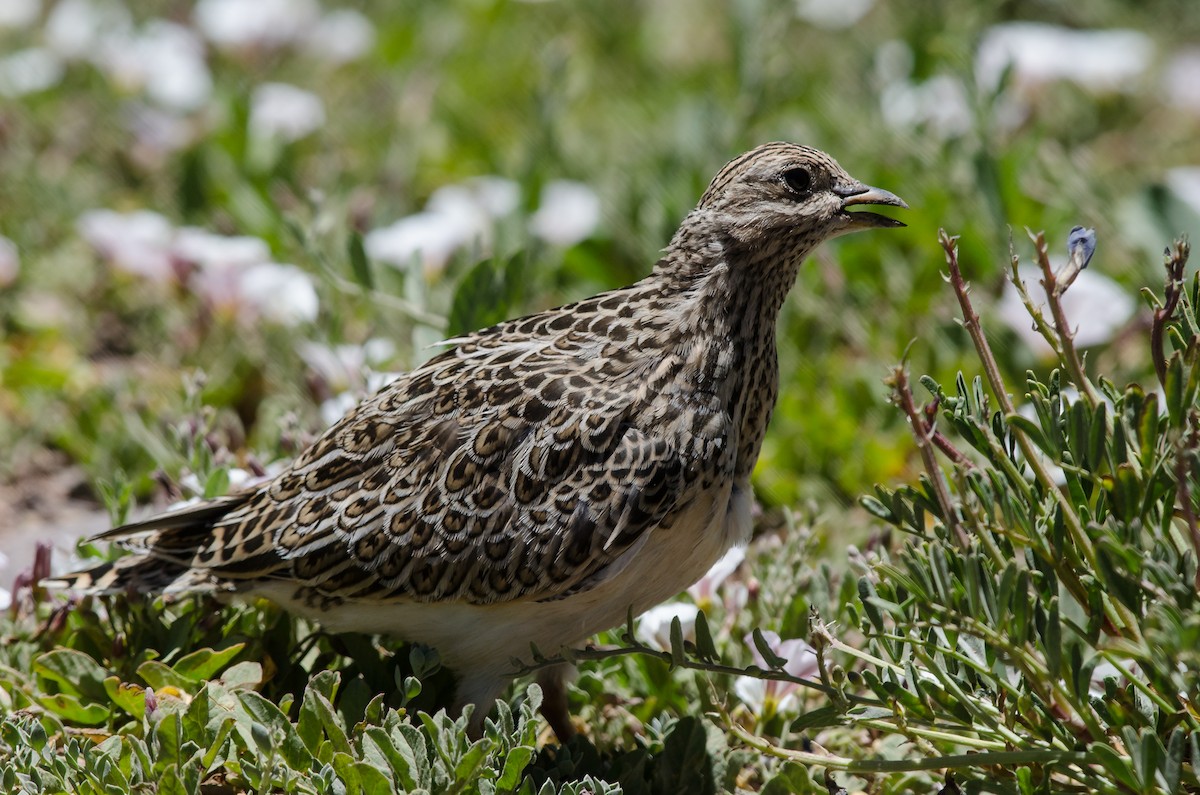 Gray-breasted Seedsnipe - Samuel Oliveira