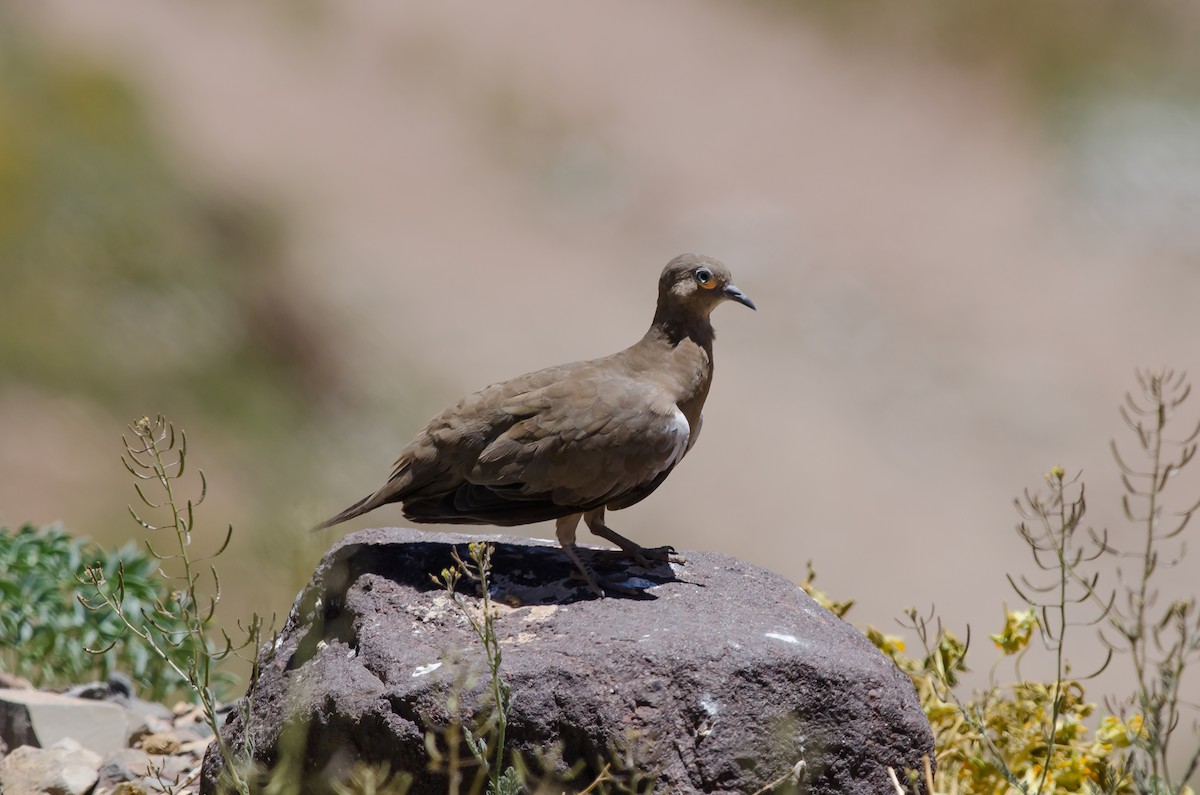 Black-winged Ground Dove - ML205939841