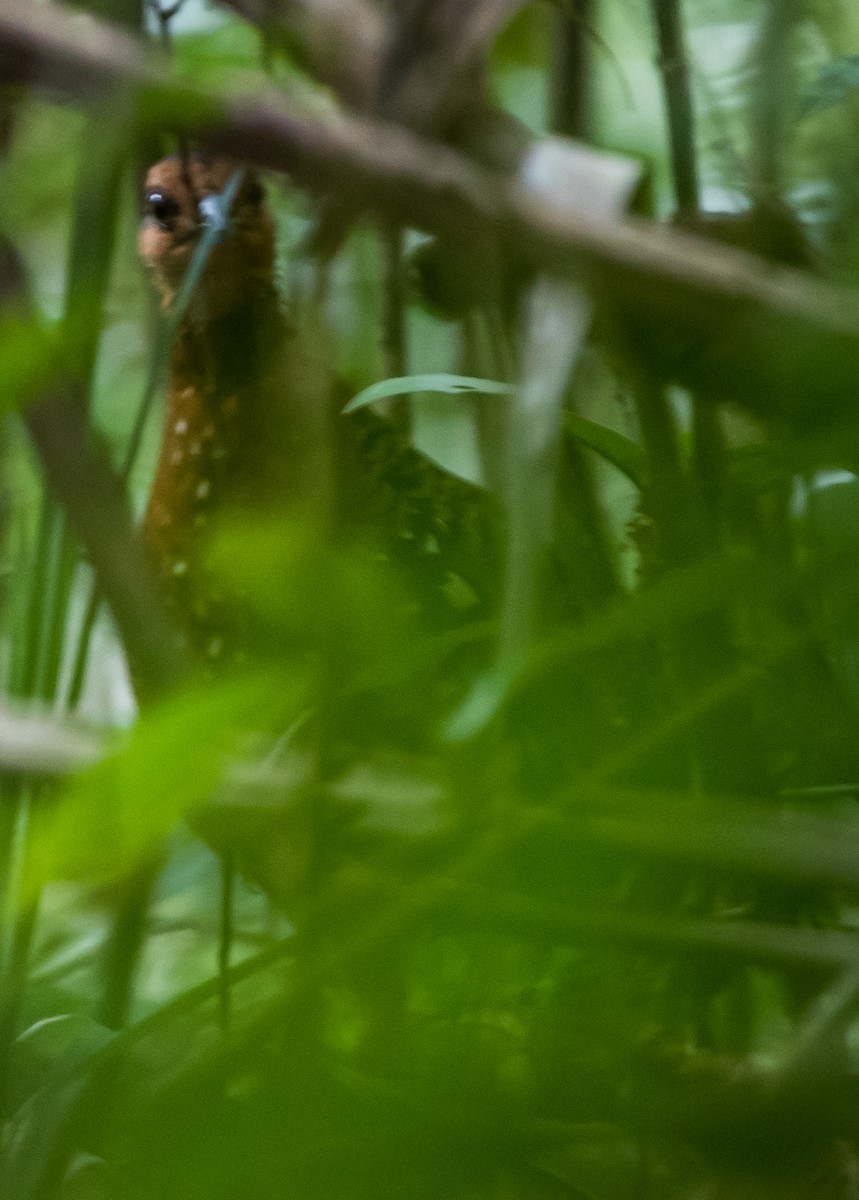 Chestnut-headed Partridge - ML205939901