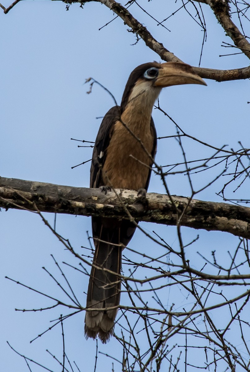 Brown Hornbill - Ashish John