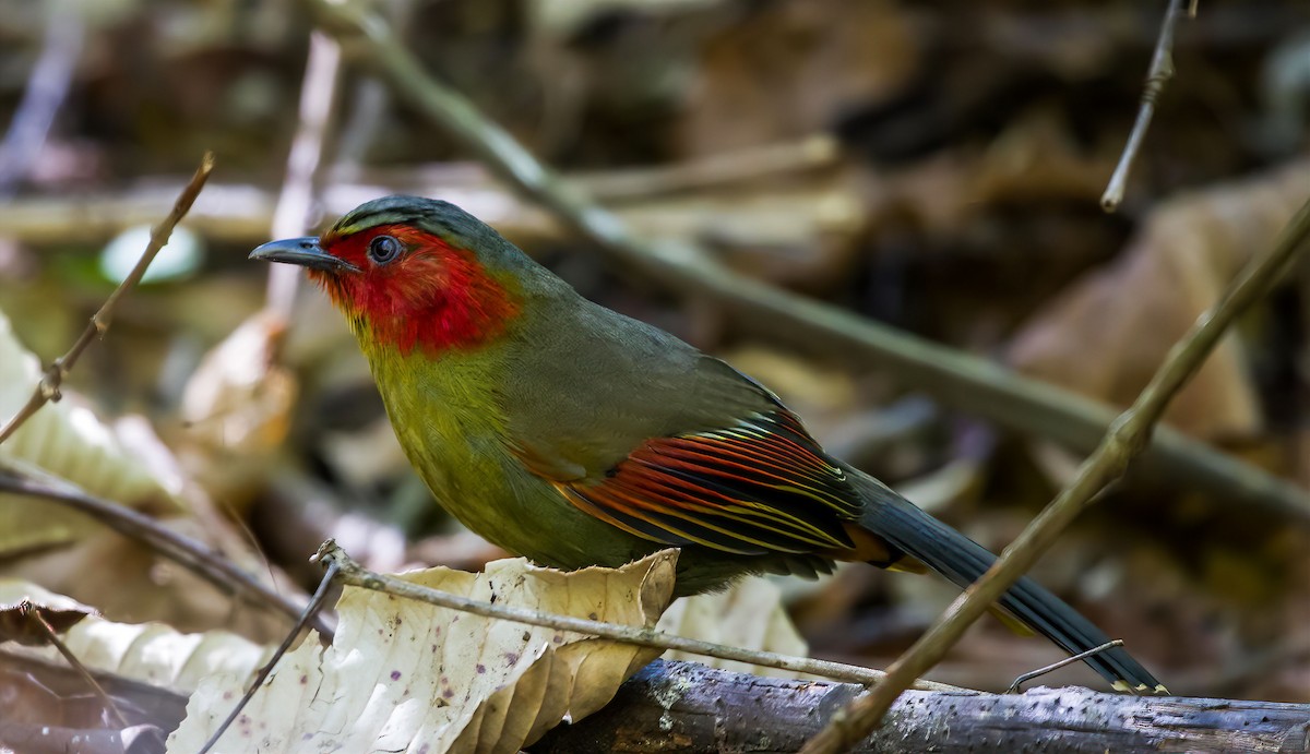 Scarlet-faced Liocichla - Ashish John