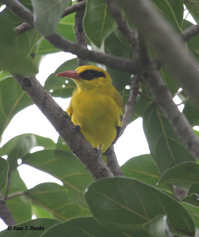 African Golden Oriole - ML205940051