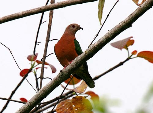 Purple-tailed Imperial-Pigeon - ML205941021
