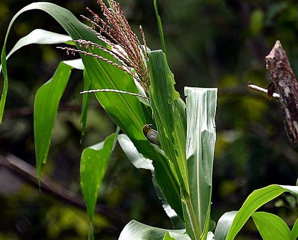 New Guinea White-eye - ML205941191