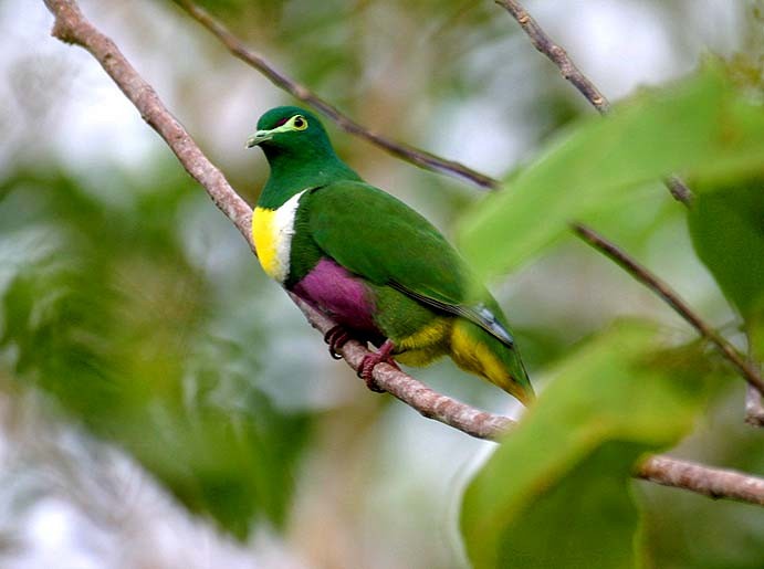 Geelvink Fruit-Dove - ML205941261