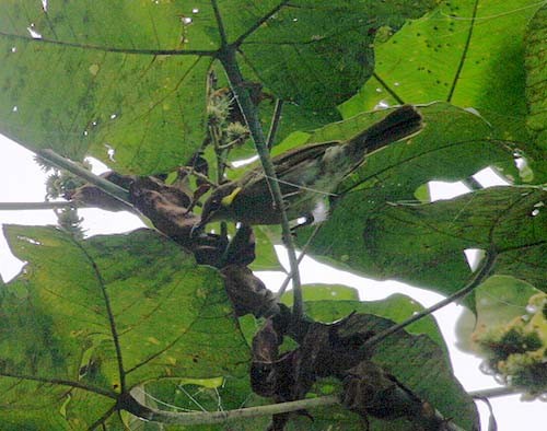 Puff-backed Honeyeater - ML205941281