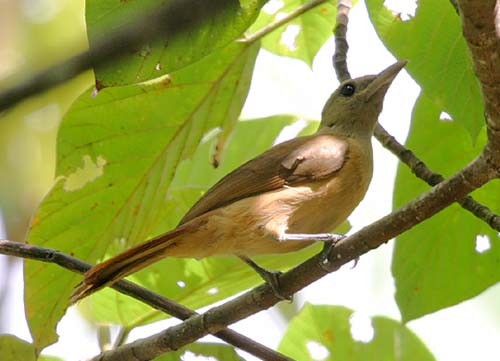 Northern Variable Pitohui - Mehd Halaouate