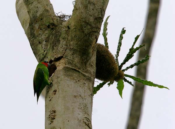 Double-eyed Fig-Parrot (Double-eyed) - ML205941341