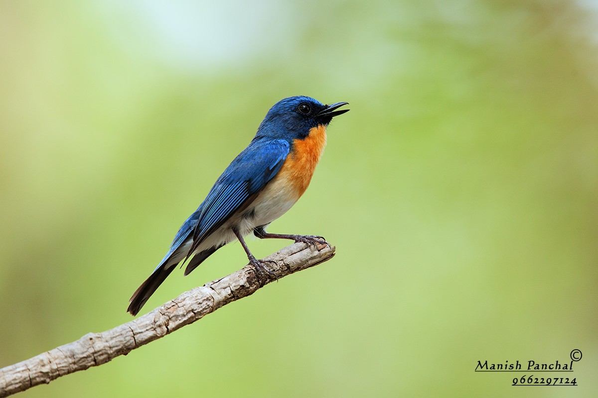 Tickell's Blue Flycatcher - ML205941571