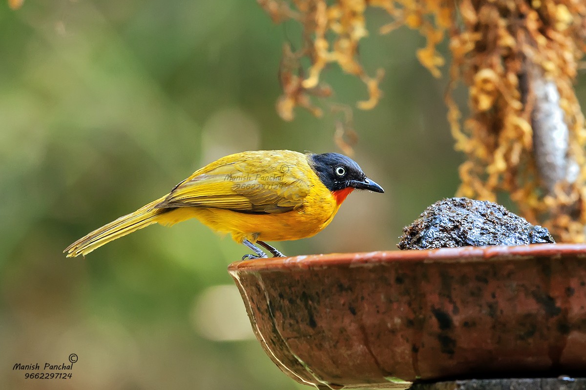 Flame-throated Bulbul - ML205941921