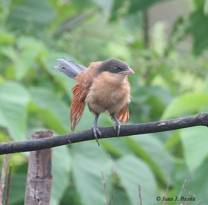 Senegal Coucal - ML205942181