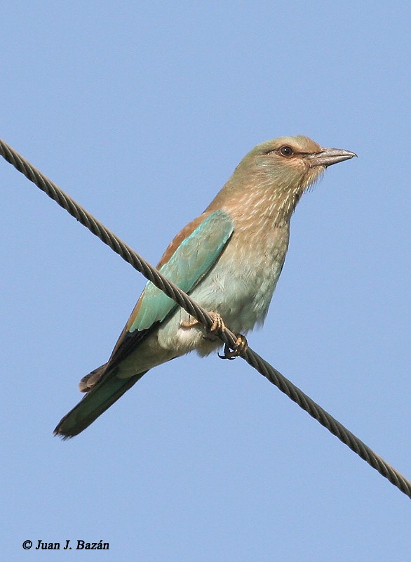 European Roller - ML205942531