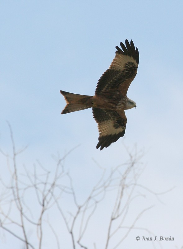 Red Kite - ML205942821