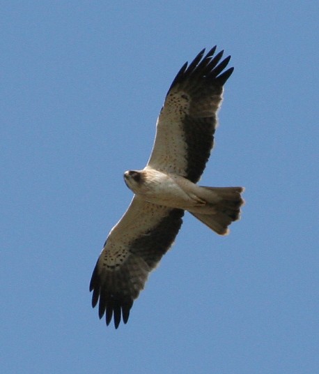 Booted Eagle - ML205942831