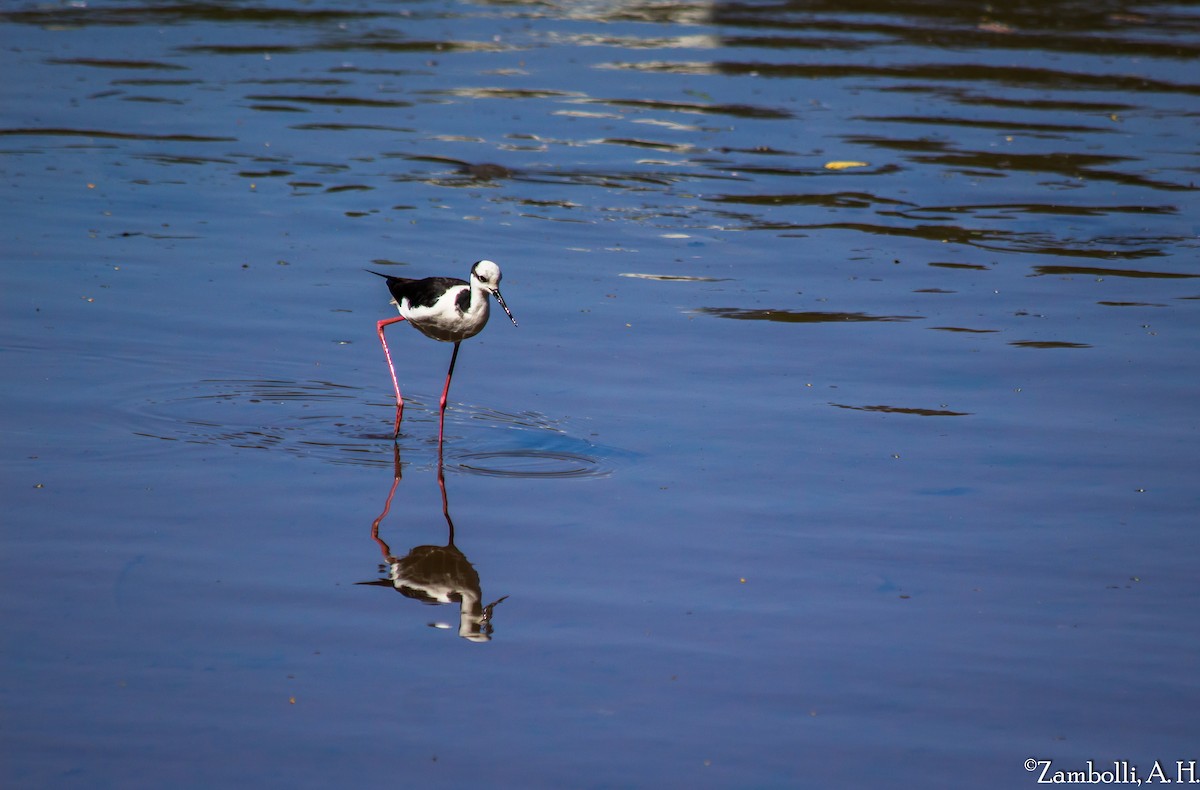 Black-necked Stilt (White-backed) - ML205943151