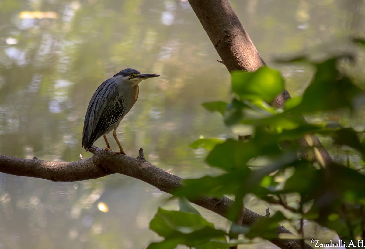 Striated Heron - ML205943181