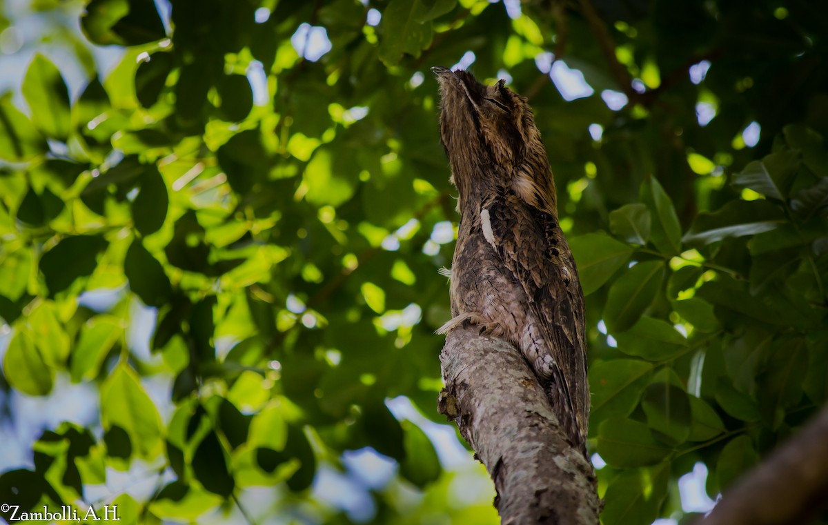 Common Potoo - ML205943191