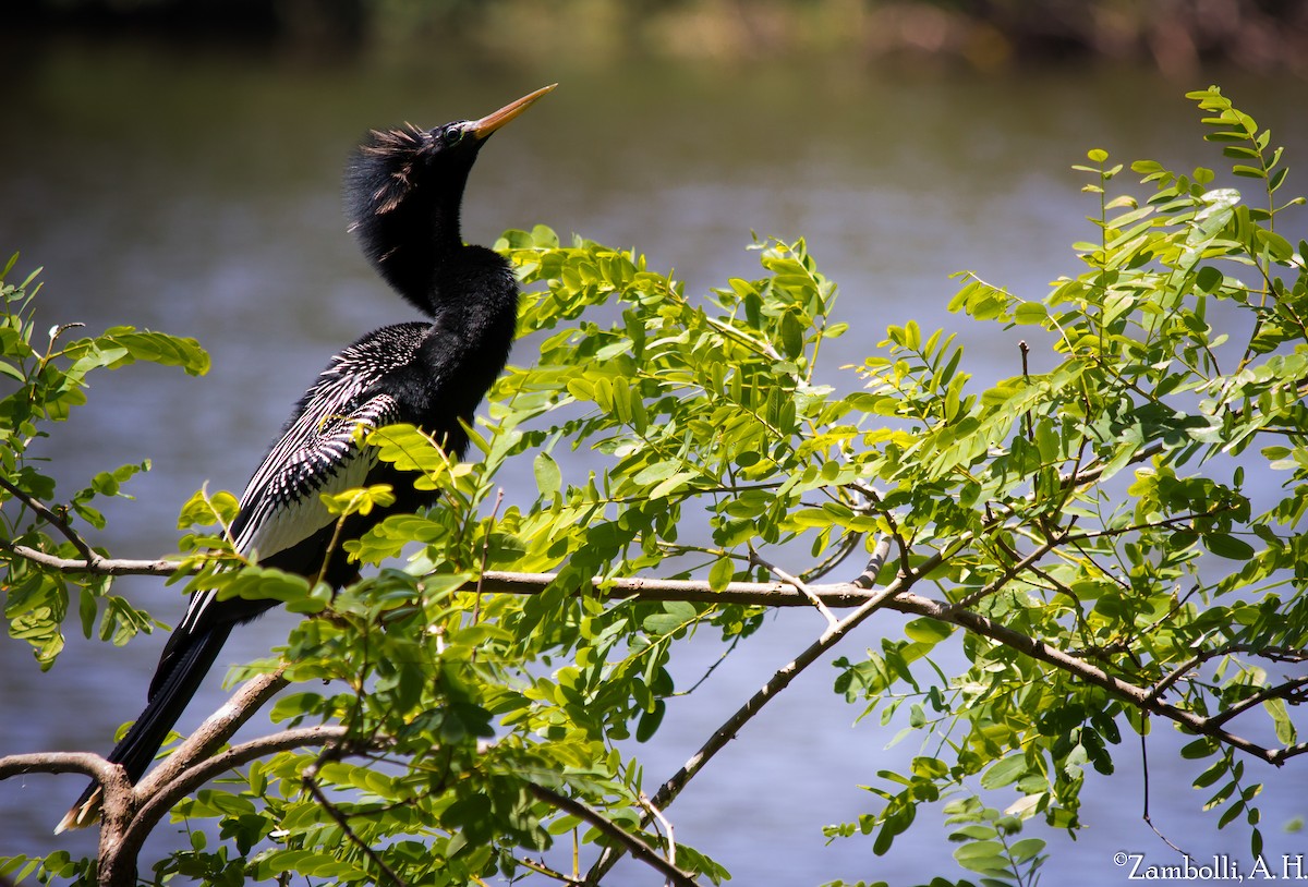 Anhinga d'Amérique - ML205943211