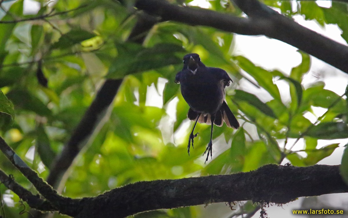 Javan Whistling-Thrush - Lars Petersson | My World of Bird Photography